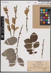 Foto von Salix caprea L.